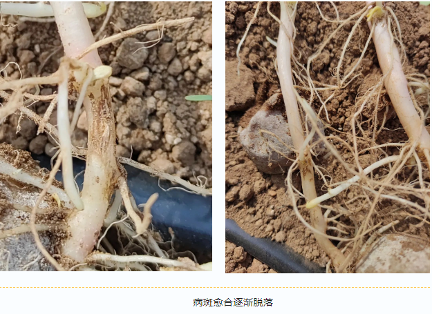 lQLPJxGZfAW8hjjNAcfNAnGwGNlDQjqGwM4E12ePB8DxAA_625_455.png lQLPJxGZfAW8hjjNAcfNAnGwGNlDQjqGwM4E12ePB8DxAA_625_455.png